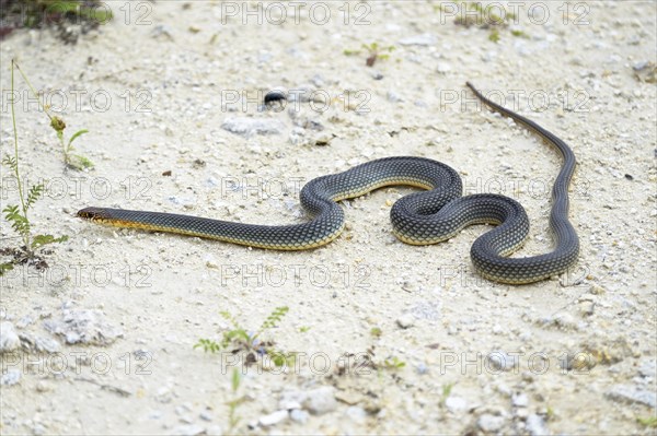 Caspian Whipsnake (Dolichophis caspius)