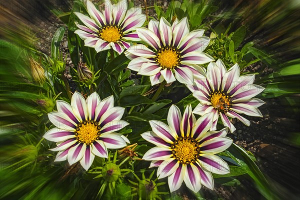 Gazania (Gazania sp.)