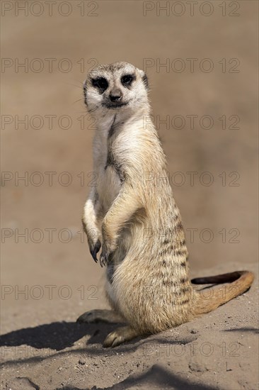 Meerkat (Suricata suricatta)