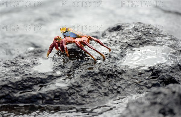 Sally Lightfoot crab (Grapsus grapsus)