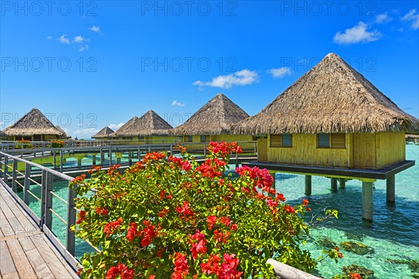 Flowers in full bloom at the overwater bungalows
