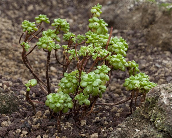 Dwarf Aeonium (Aeonium sedifolium)