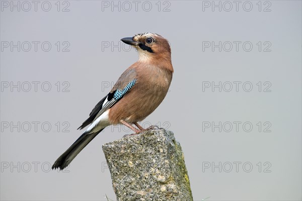 Eurasian Jay (Garrulus glandarius)