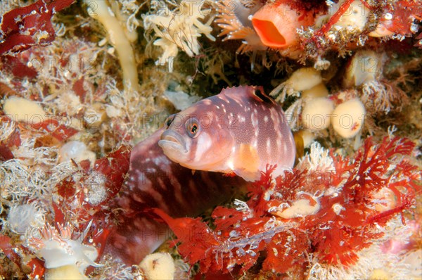 Rock Gunnel (Pholis gunnellus)