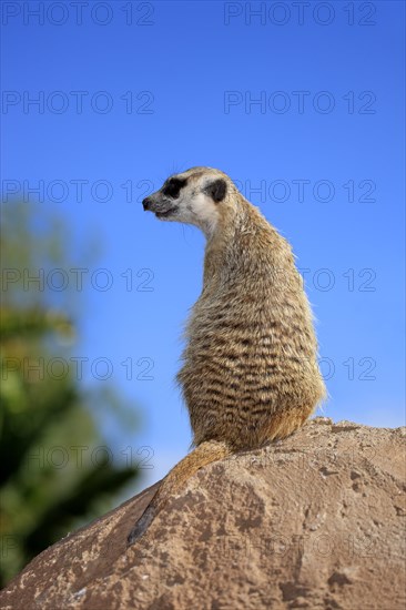 Meerkat (Suricata suricatta)