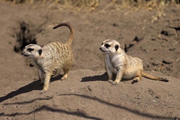 Meerkats (Suricata suricatta)