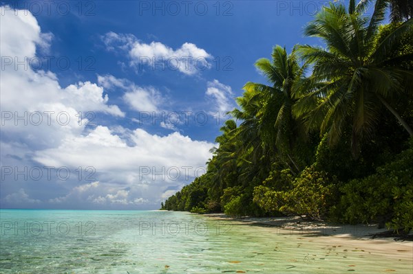 Palm fringed sandy beach