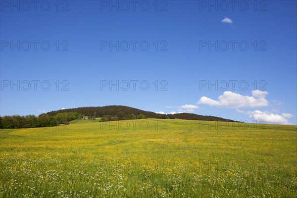 Agricultural landscape with a flower meadow