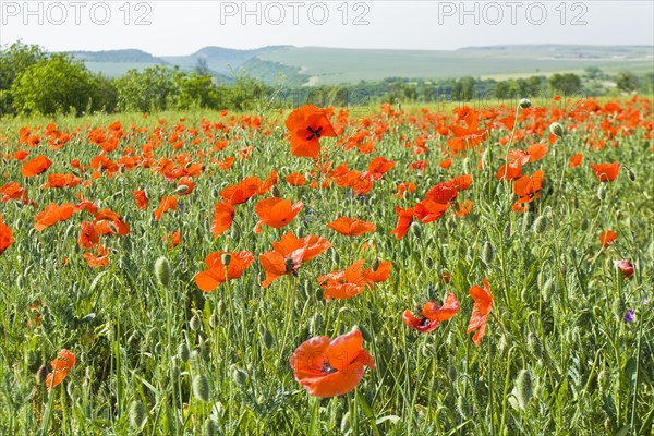 Meadow with many red poppies