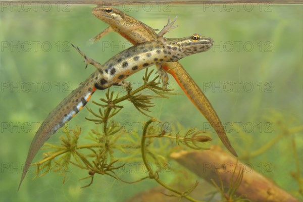 Smooth newt (Triturus vulgaris)