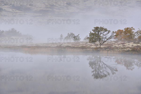 Trees in morning mist at Lake Doralstjornin or Doralstjornin