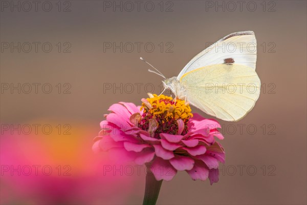 Large White butterfly (Pieris brassicae) on Common Zinnia (Zinnia elegans)