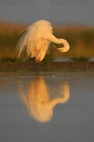 Great Egret (Ardea alba)