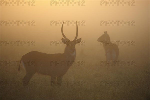 Waterbucks (Kobus ellipsiprymnus) in the morning mist