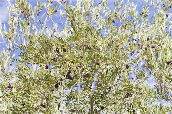 Ripe black olives on an Olive Tree (Olea europaea)