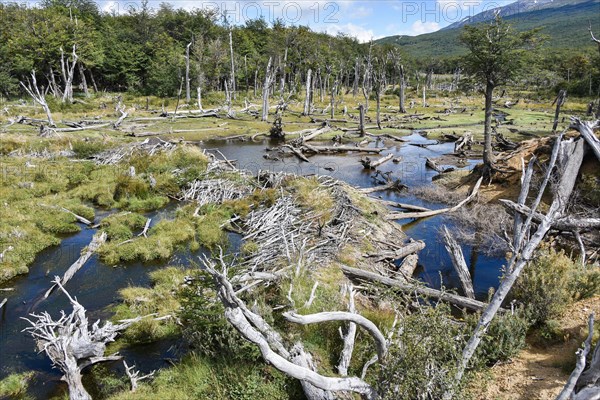 Swampland in Tierra del Fuego National Park