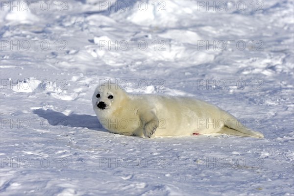 Harp Seal or Saddleback Seal (Pagophilus groenlandicus