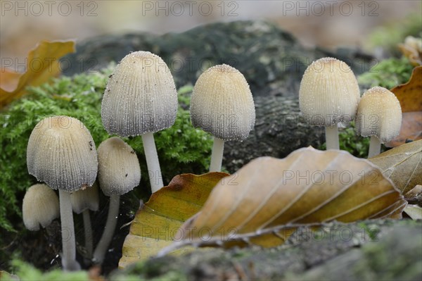 Glistenin Ink-cap or Mica Cap (Coprinellus micaceus)