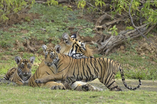 Bengal Tigers (Panthera tigris tigris)