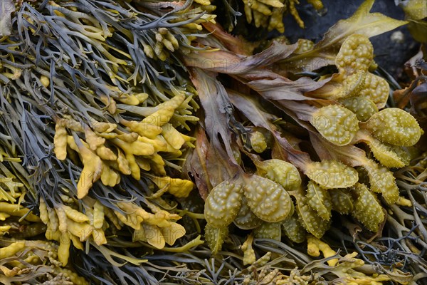 Spiral Wrack or Flat Wrack (Fucus spiralis) and Chanelled Wrack (Pelvetia canaliculata)