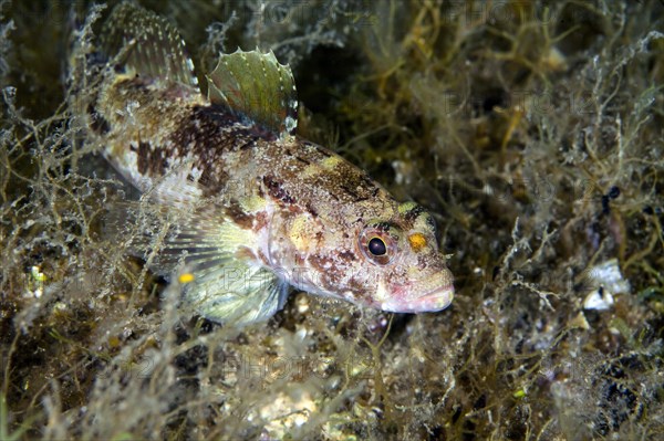 Rock goby (Gobius paganellus)