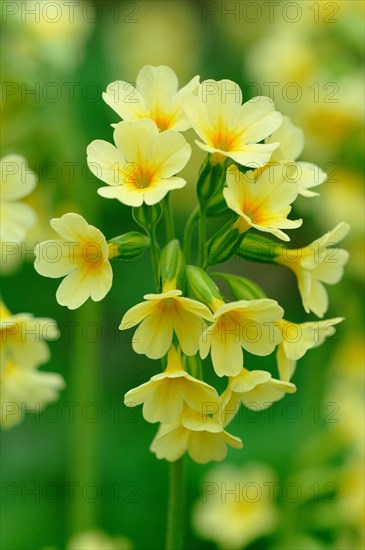 Oxlip (Primula elatior)