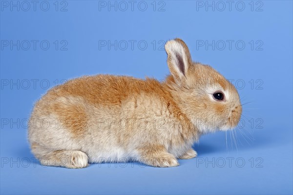 Domestic Rabbit (Oryctolagus cuniculus forma domestica)