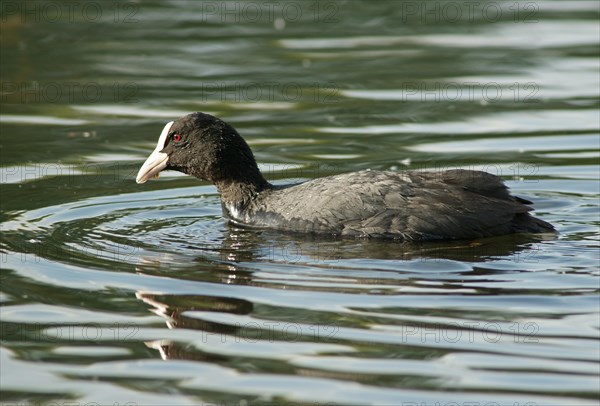 Eurasian Coot (Fulica atra)