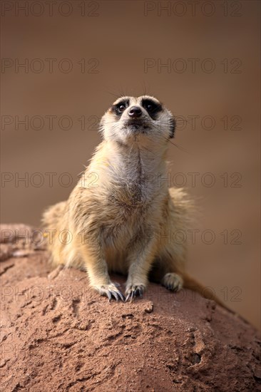 Meerkat (Suricata suricatta)