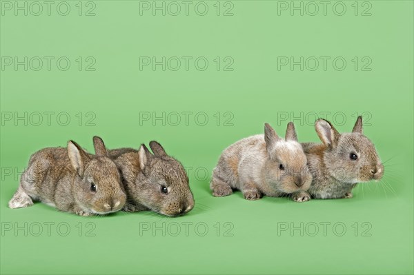 Four Domestic Rabbits (Oryctolagus cuniculus forma domestica)