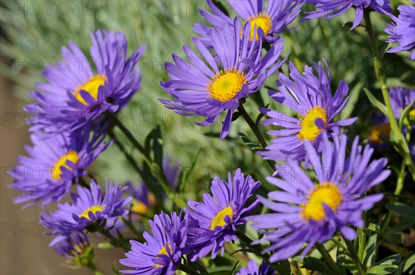 Alpine aster (Aster alpinus)