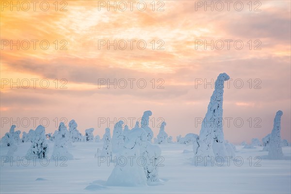 Snow-covered spruce trees