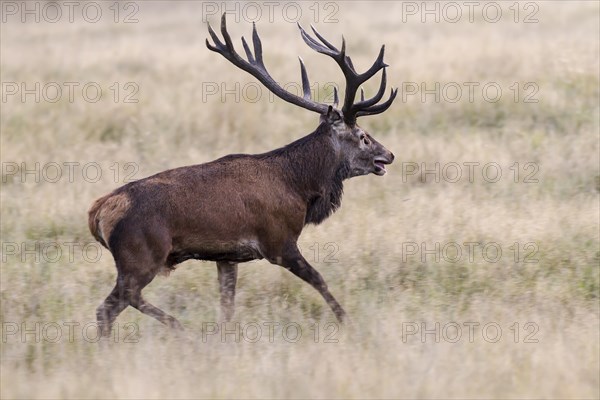 Red Deer (Cervus elaphus)