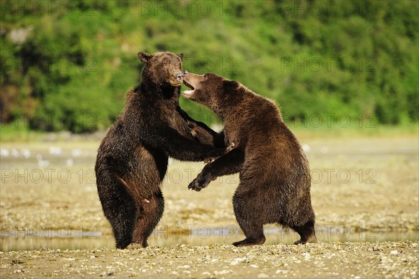 Two Brown Bears (Ursus arctos) play-fighting with each other