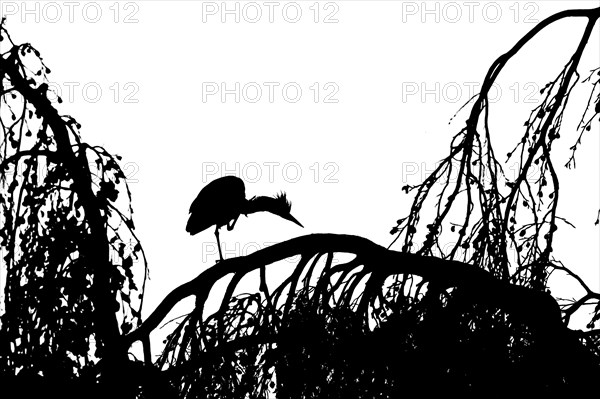 Grey Heron (Ardea cinerea) on a tree