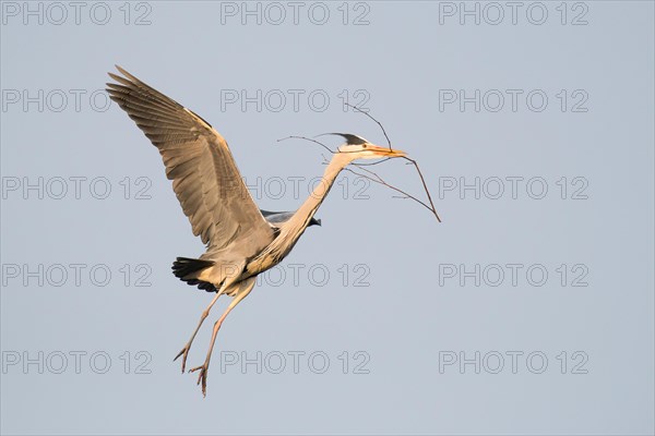 Grey heron (Ardea cinerea) approaching its nest with nesting material