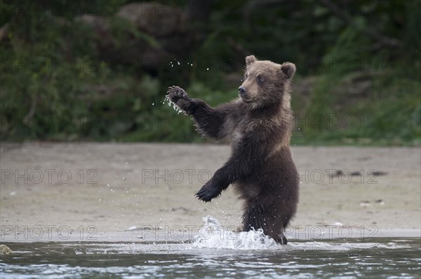 Brown bear (Ursus arctos)