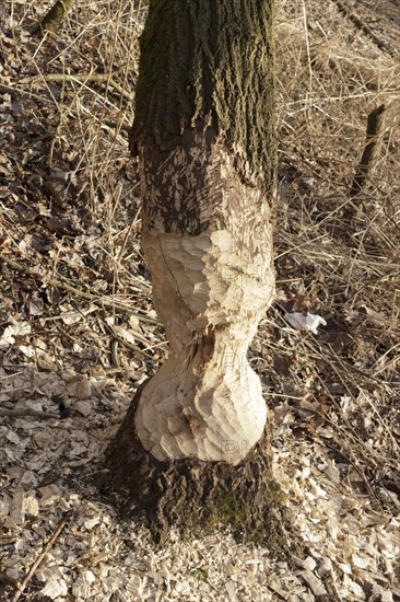 Beaver bitten tree trunk at Sandkrugbrucke