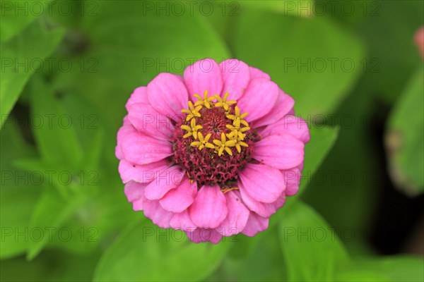 Zinnia (Zinnia elegans)