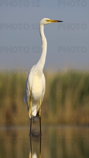 Great Egret (Ardea alba)