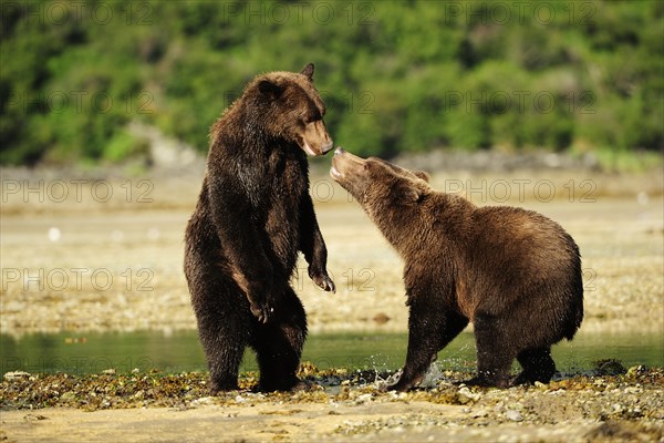 Two Brown Bears (Ursus arctos) play-fighting with each other