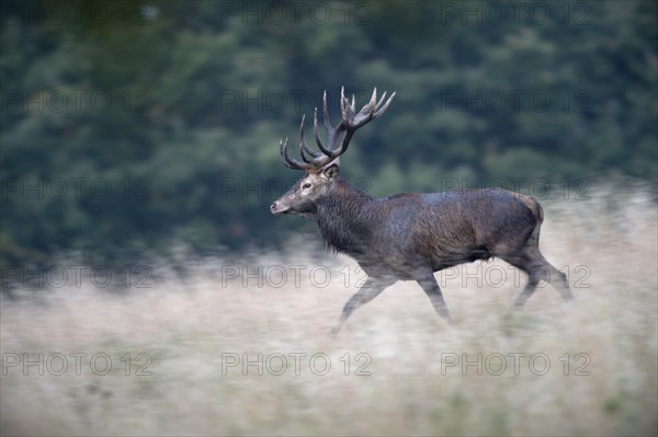 Red Deer (Cervus elaphus)