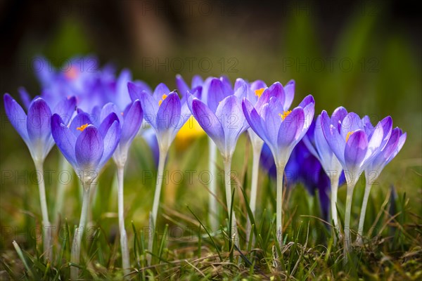 Crocus (Crocus sp.)