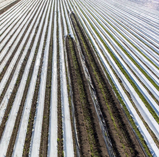 Asparagus harvest