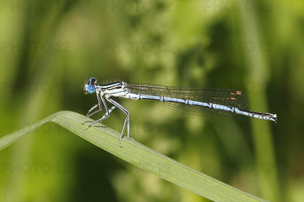 White-legged Damselfly (Platycnemis pennipes)