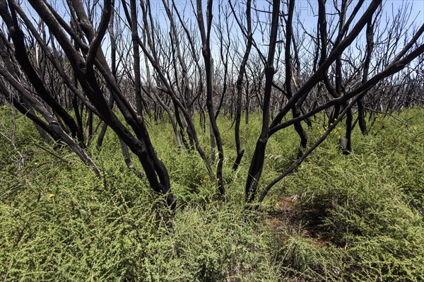 Charred shrubs in green vegetation