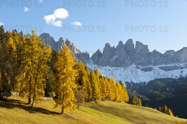 European larch (Larix decidua)