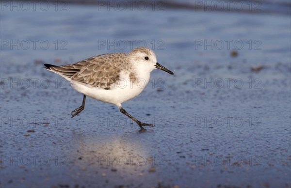 Sanderling (Calidris alba) in winter plumage running on the ocean beach