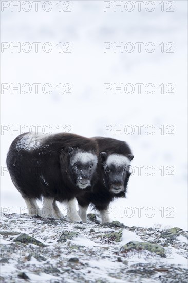 Two Muskoxen (Ovibos moschatus)