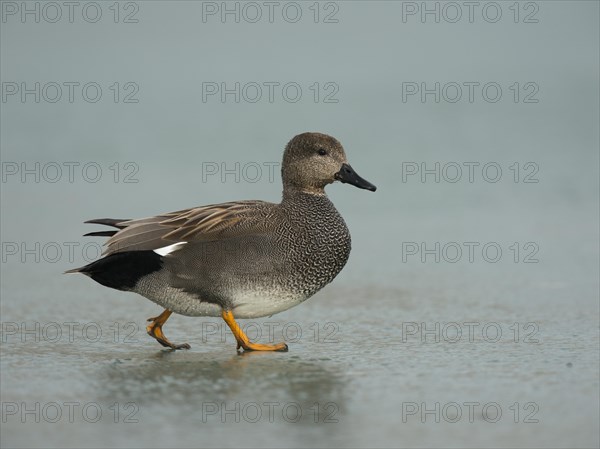 Gadwall (Anas strepera)